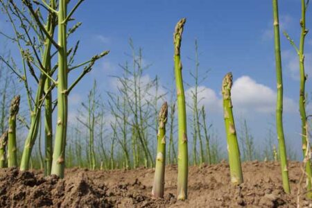 Growing Great Asparagus Image